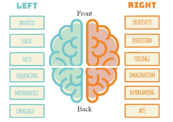 Left-Right-Brain